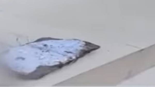 விலங்குகளை பார்த்தால் 