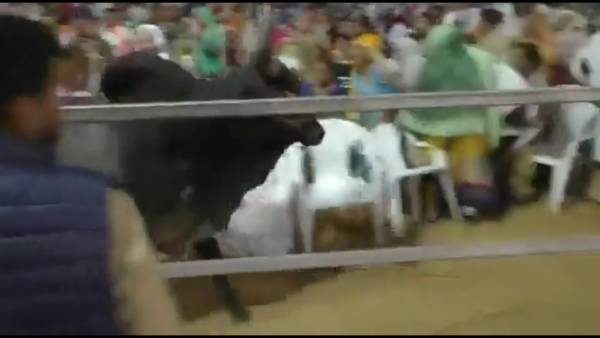 பொதுக்கூட்டத்தில் புகுந்த காளை பொதுக்கூட்டத்தில் புகுந்த காளை