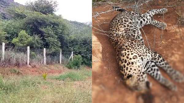 சிறுத்தை இறந்த விவகாரம்