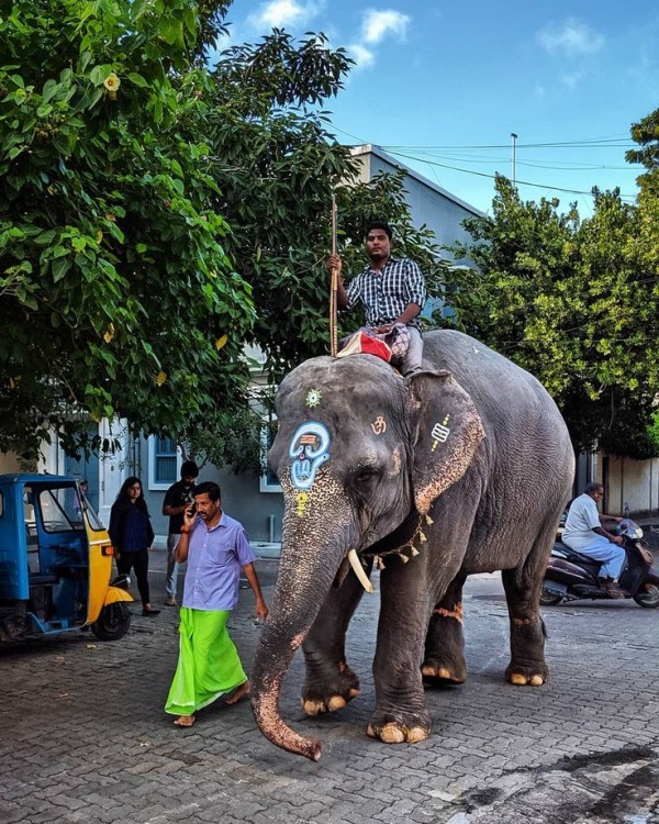 யானை லட்சுமி 