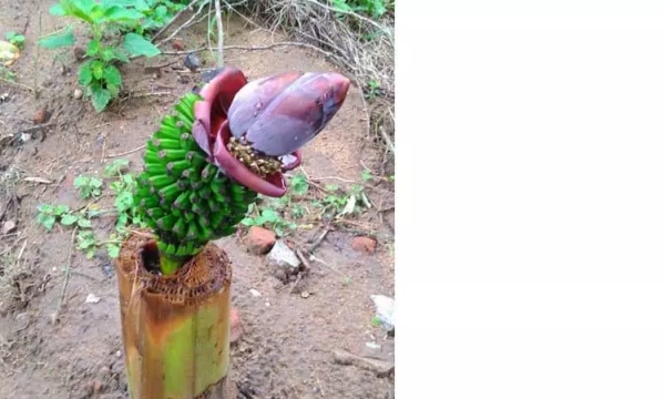 உண்மையா? உண்மையா?