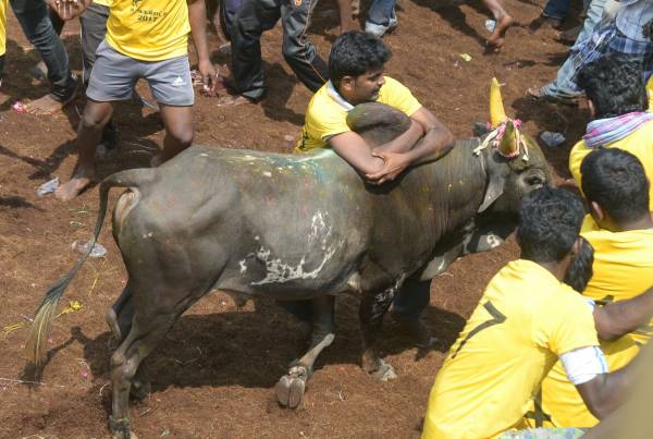 காளைகள் தயார் காளைகள் தயார்