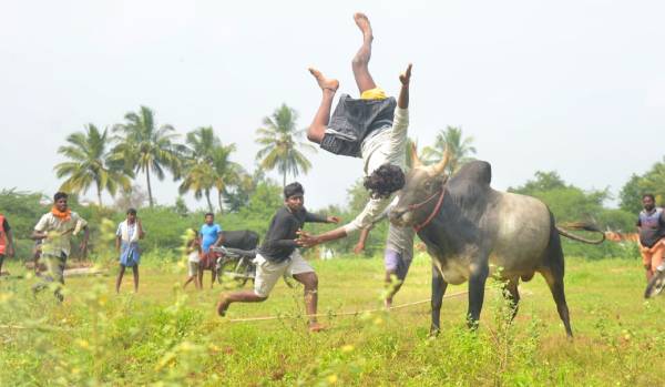 ஜல்லிகட்டு ஜல்லிகட்டு