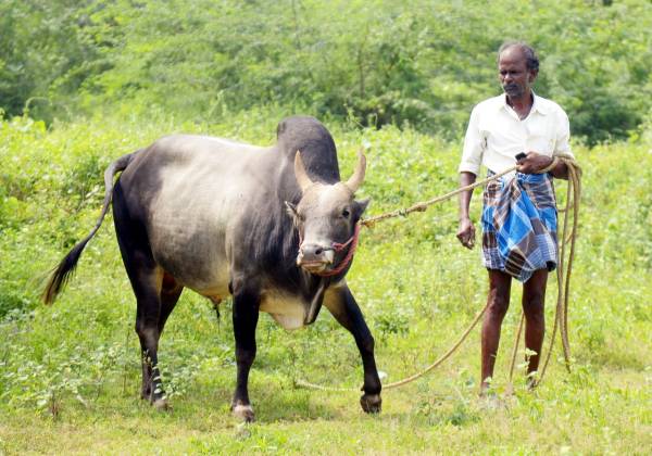 பீட்டா மனு பீட்டா மனு