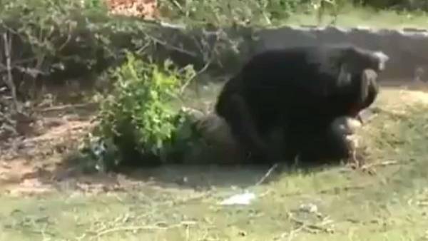 கரடி மரணம் 