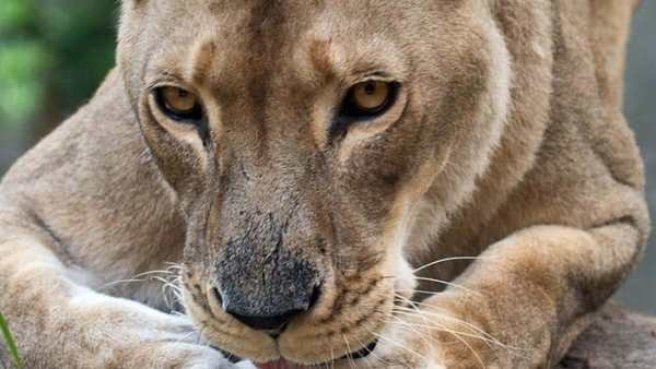 பிரம்மாண்ட உயிரியல் பூங்கா.. பிரம்மாண்ட உயிரியல் பூங்கா..