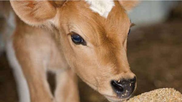  ஜெயா ஜெயா