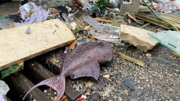 வெடித்துச் சிதறிய மீன் தொட்டி