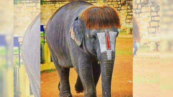 பாப் கட் செங்கமலம்