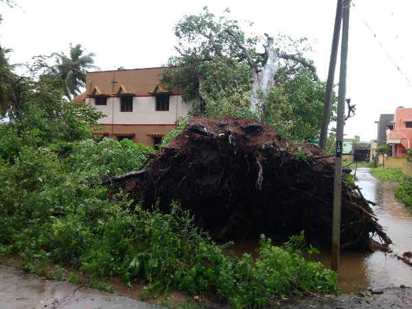 முறிந்த மரங்கள்