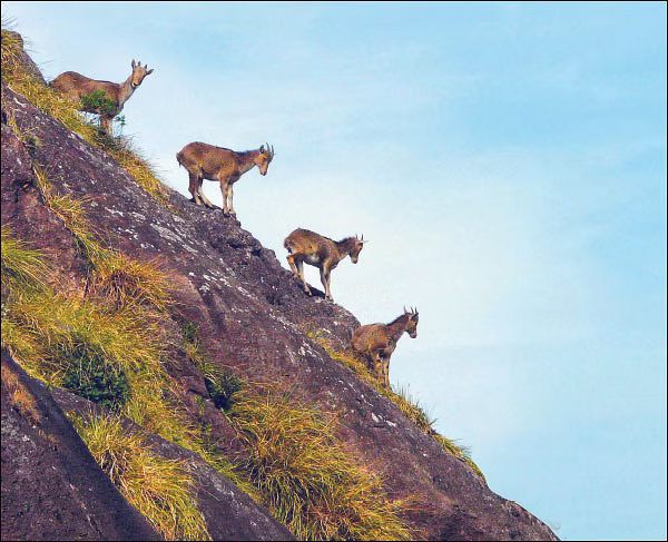 வன உயிரின பாதுகாப்புச் சட்டம் வன உயிரின பாதுகாப்புச் சட்டம்