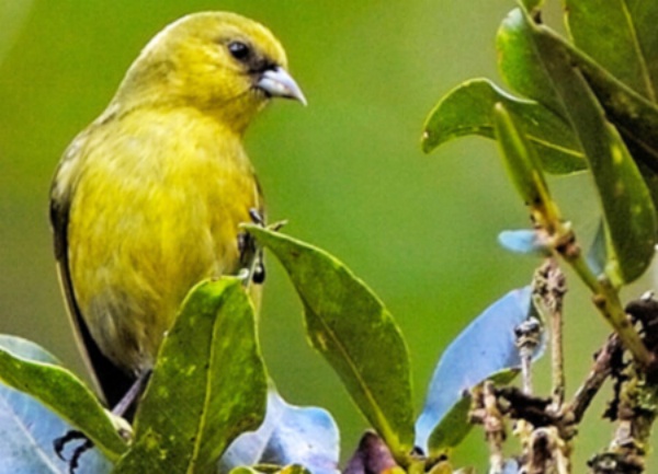 பறவையின் கூடு பறவையின் கூடு