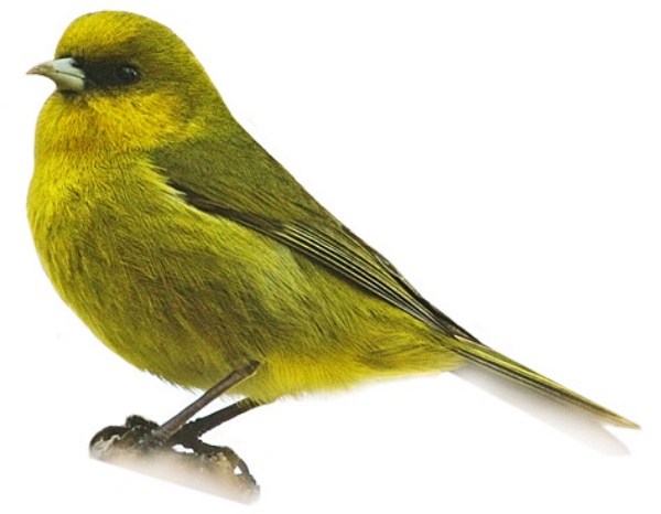 அழிவு அழிவு