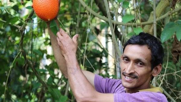 700 பழ வகைள்