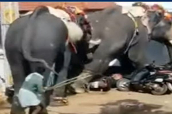  யானை யானை 