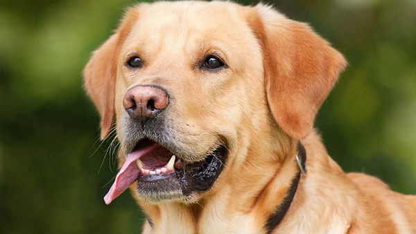  அடைக்குந்தாழ்