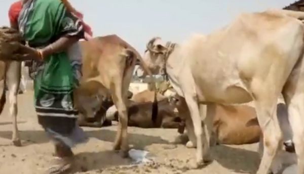  சினை பசு