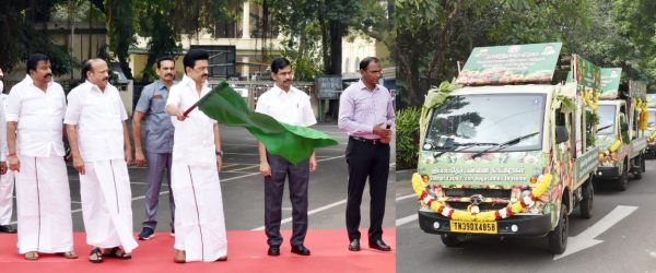 தென்னங்கன்றுகள் 