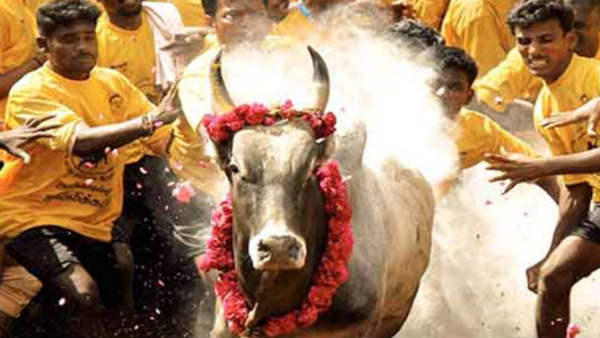  காளைகள் பாதுகாப்பு