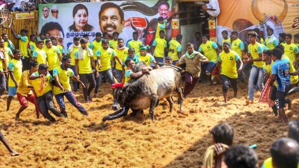 ஜல்லிக்கட்டு 