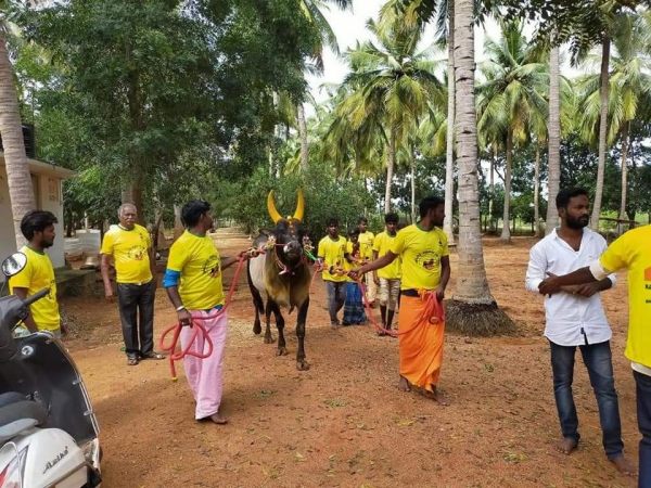 Sri Lanka Minster Senthil Thondamans bulls KGF, Tiger ready for Jallikattu Sri Lanka Minster Senthil Thondamans bulls KGF, Tiger ready for Jallikattu