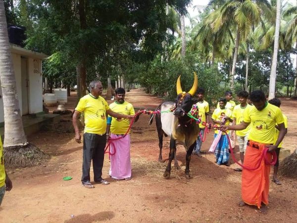 Sri Lanka Minster Senthil Thondamans bulls KGF, Tiger ready for Jallikattu Sri Lanka Minster Senthil Thondamans bulls KGF, Tiger ready for Jallikattu