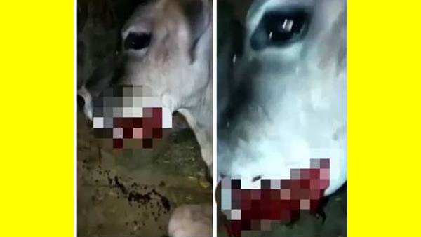  காட்டு பன்றிகள்