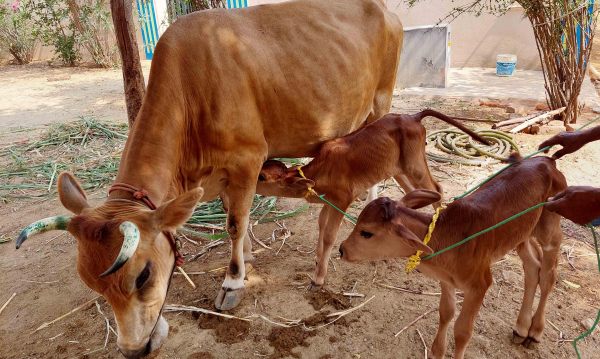 மேய்ச்சல் 