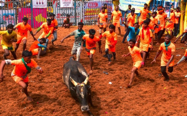 ஜல்லிக்கட்டு