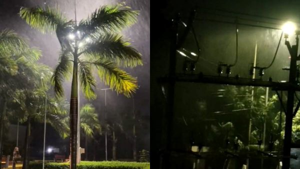  முறிந்த மரங்கள்