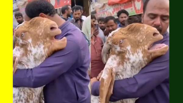  விக்கி அழுத ஆடு