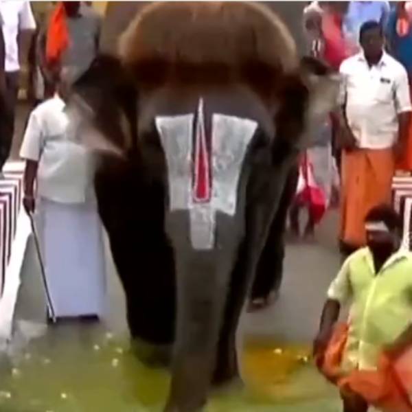 செங்கமலத்திற்கு நீச்சல் குளம்