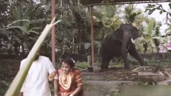 கடுப்பான யானை