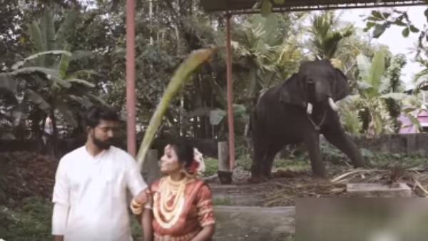 யானை சரவணன்