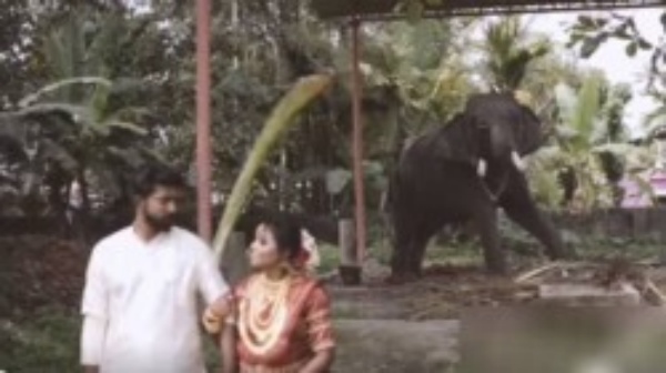 மணமக்களை விரட்டியடித்த யானை மணமக்களை விரட்டியடித்த யானை