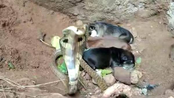 நாய் குட்டிகள்