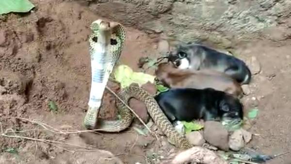 நல்ல பாம்பு