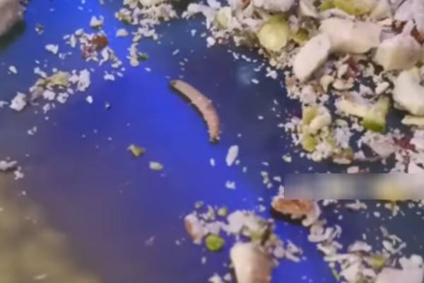 எட்டிப்பார்த்த புழு