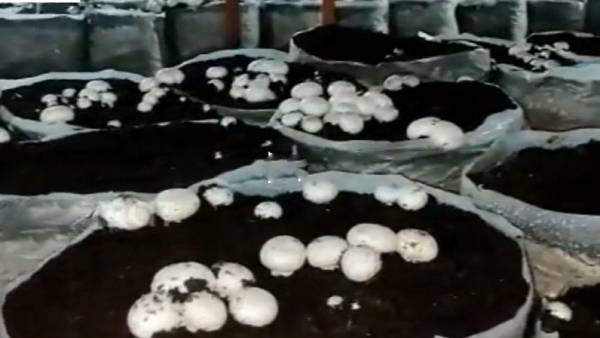 ஆண்டுக்கு ரூ.20 லட்சம் லாபம்! காளான் வளர்ப்பில் அசத்துவது எப்படி