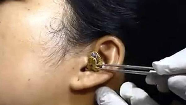 ராஜநாகம்