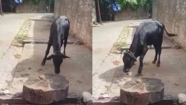  கன்றுக்குட்டி