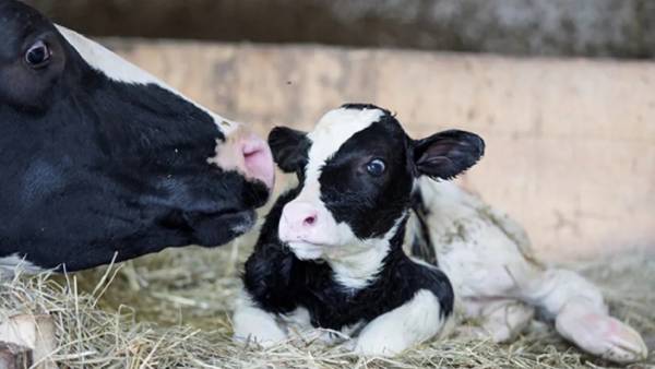 வெட்டுக்களம்