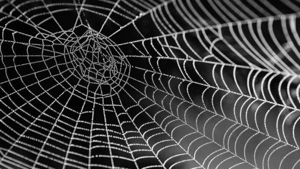 ஒட்டடை, சிலந்தி வலை பிரச்சனை 