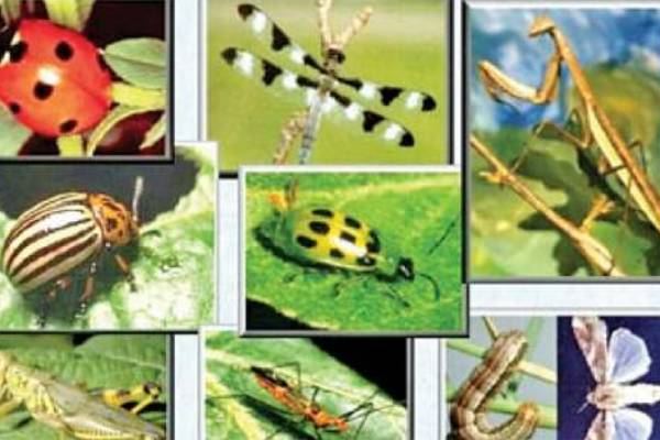 சிறிய பூச்சிகளை கட்டுப்படுத்த.. 