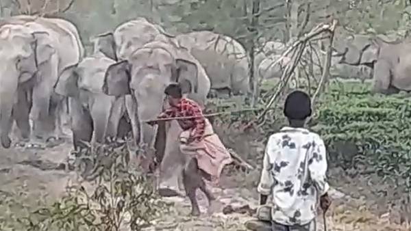 கோபம் அடைந்த யானை 