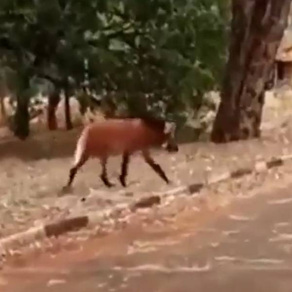 விசித்திர மிருகம் 