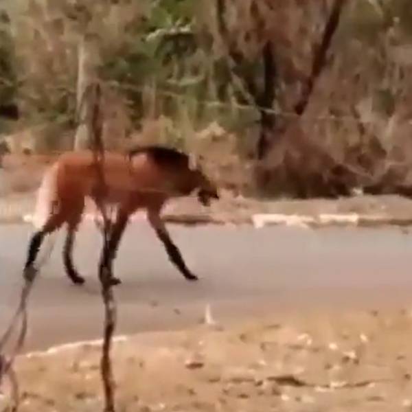 நரியின் தந்திரமும்.. ஓநாயின் துணிச்சலும்.. 