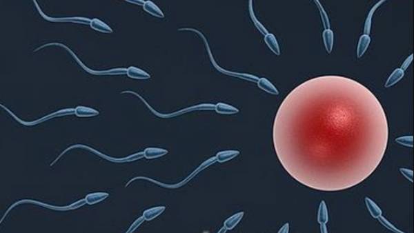 கருத்தடை 