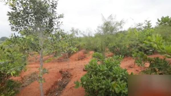 வனப் பாதுகாப்பில் சாதித்த ஸ்டாலின் வனப் பாதுகாப்பில் சாதித்த ஸ்டாலின்