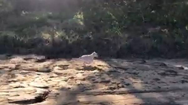 வெள்ளை விலங்குகள் வெள்ளை விலங்குகள்